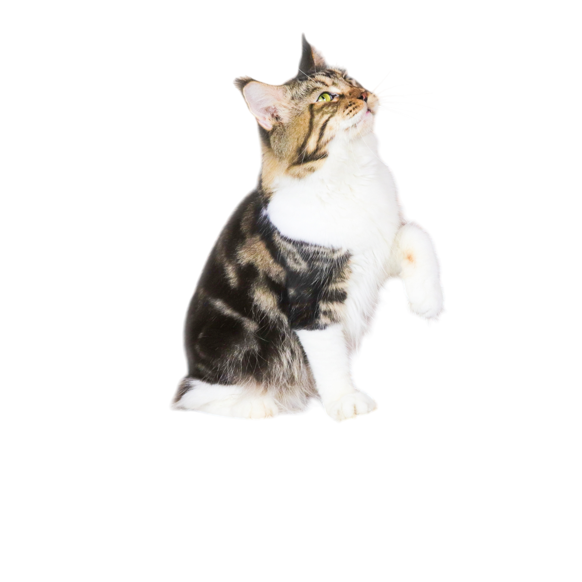 Photoroom-20241205_181621 https://surgakucing.com/wp-content/uploads/2024/12/Photoroom-20241205_181621.png